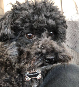 Meet your Posher, Jackson